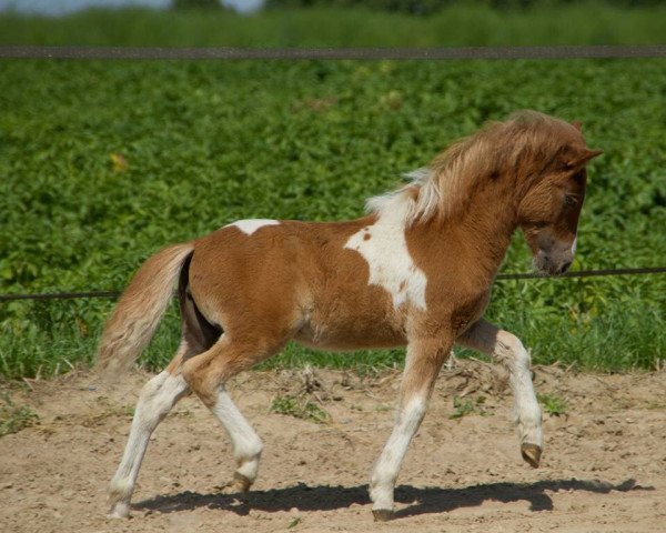 broodmare Oberbayern`s Bella Luna (Shetland Pony, 2015, from Xavarge)