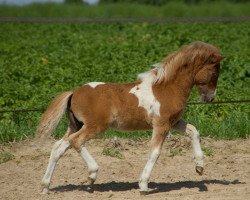 Zuchtstute Oberbayern`s Bella Luna (Shetland Pony, 2015, von Xavarge)