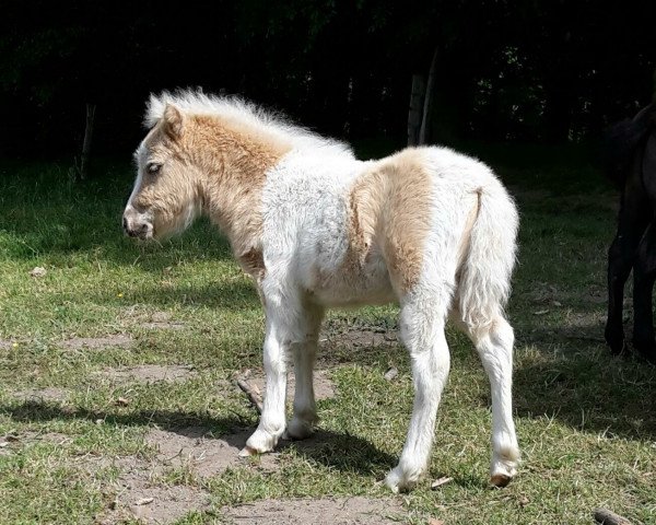 Pferd Oberbayern`s Xantos (Shetland Pony, 2015, von Xavarge)