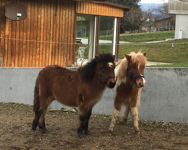 horse Xtra Stromy von Kessen (Shetland Pony, 2015, from Xavarge)