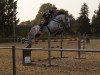 broodmare Columbia 24 (Oldenburg show jumper, 2007, from Cassini II)