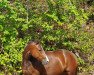 jumper Diamond Star 17 (German Riding Pony, 2015, from Dimension AT NRW)