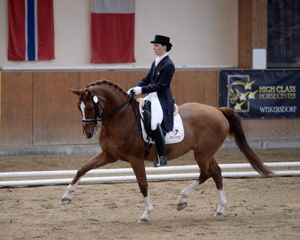 dressage horse Saint Tropez (KWPN (Royal Dutch Sporthorse), 1999, from Welt Hit II)