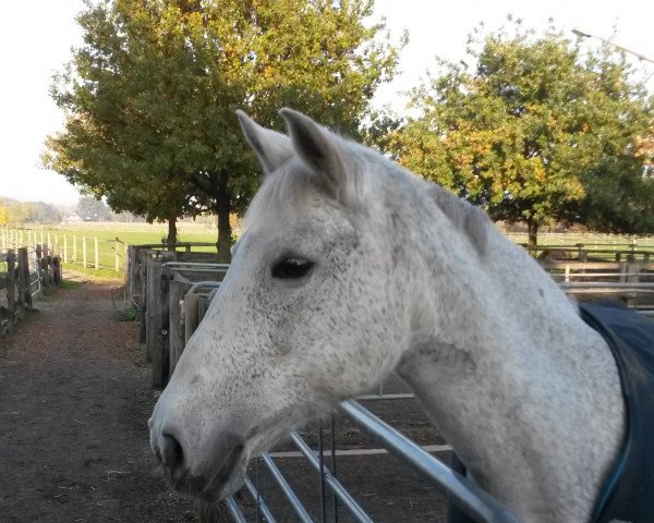 broodmare Grace (Little German Riding Horse, 1997, from Golden Springfield B)