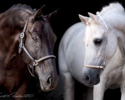 dressage horse Remember 153 (Oldenburg, 2004, from Rubin Royal OLD)