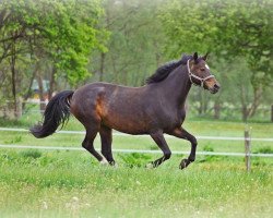 broodmare Amelie (Westphalian, 2006, from Amorado)