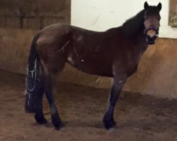 Pferd Penelope (Connemara-Pony, 2012)