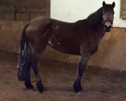 horse Penelope (Connemara Pony, 2012)