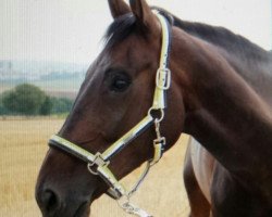 dressage horse Chisandro (Oldenburg, 2009, from Christ)