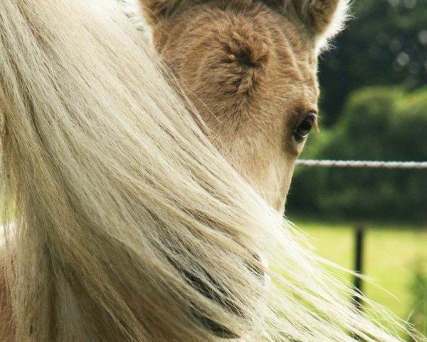 broodmare Blika vom Nordfeuer (Iceland Horse, 2012, from Taktur vom Tannengrund)