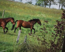 horse Landlord 18 (Zweibrücken,  , from Landherr)