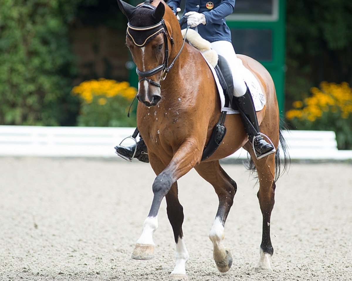 dressage horse Step up 4 (Rhinelander, 2009, from Sir Donnerhall I)