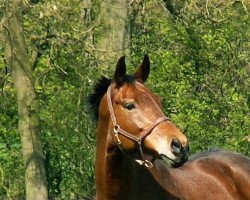 broodmare Alea (Trakehner, 1991, from Leonardo)