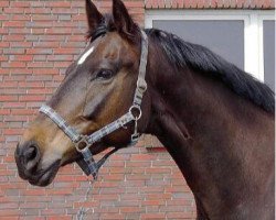 horse Glücksfee 60 (Trakehner, 2003, from Insterburg TSF)