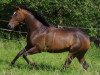 dressage horse Drachenblut (Trakehner, 2009, from Kasimir TSF)