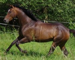 dressage horse Drachenblut (Trakehner, 2009, from Kasimir TSF)