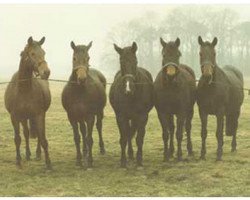 broodmare Adone (Westphalian, 1973, from Angelo xx)