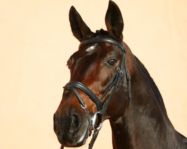 stallion Royal Angelo II (Westphalian, 1990, from Rosenkavalier)