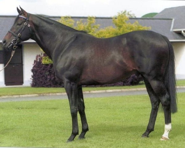 stallion Lahib xx (Thoroughbred, 1988, from Riverman xx)