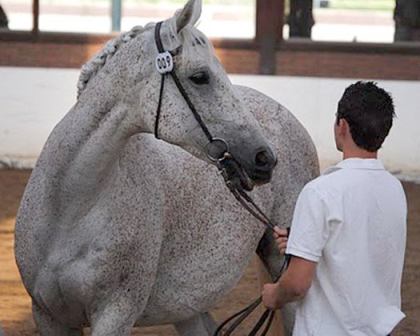 broodmare Freneuse xx (Thoroughbred, 1999, from Baryshnikov xx)