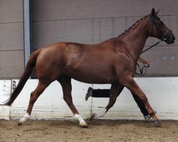 Zuchtstute Boxberger Queen's Rock (Trakehner, 2002, von Artistic-Rock)