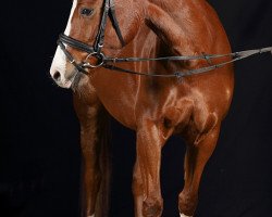 Zuchtstute Davina (Deutsches Reitpony, 2010, von Baccarat)