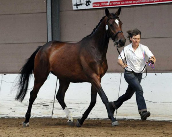 dressage horse Kesse Deern (Trakehner, 2007, from Lord Luciano 2)