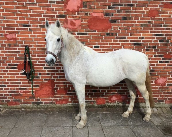 Pferd Anis 14 (Deutsches Reitpony, 1992, von Rufus)