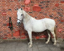 horse Anis 14 (German Riding Pony, 1992, from Rufus)