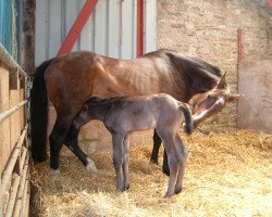 broodmare Pamina (Westphalian, 1987, from Pinocchio)