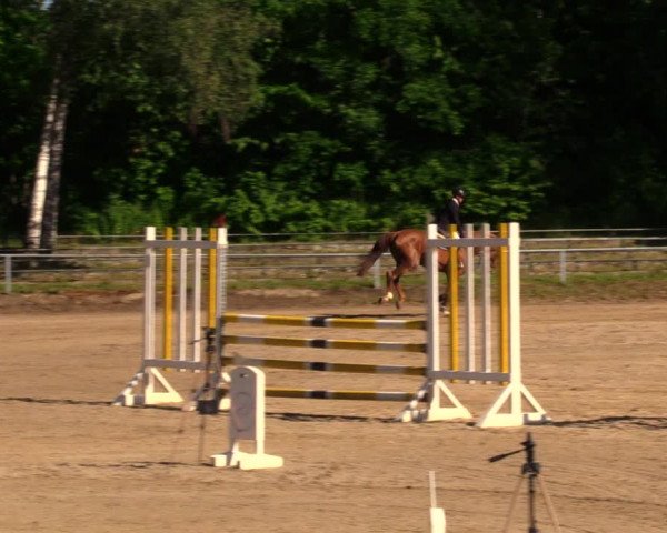 Reitturnier Lgl.-Oberhain, B95 2020