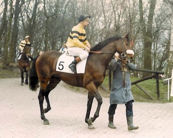 horse Boxberger Civano xx (Thoroughbred, 1981, from Gunner B xx)