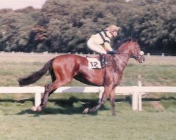 horse Boxberger Caesar xx (Thoroughbred, 1985, from Shamaraan xx)