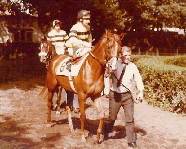 horse Boxberger Bloem xx (Thoroughbred, 1976, from Track Spare xx)