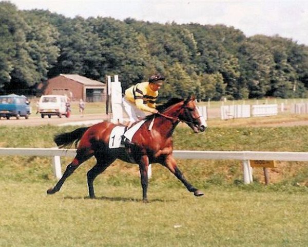 horse Boxberger Apollo xx (Thoroughbred, 1983, from Mandamus xx)