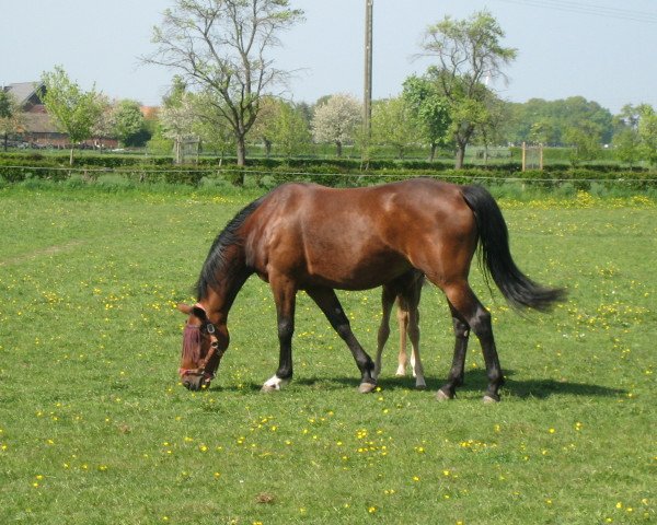 Zuchtstute Romina (Westfale, 1996, von Royal Angelo II)