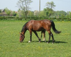 broodmare Romina (Westphalian, 1996, from Royal Angelo II)