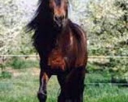 stallion Misko (Bosniak,  )