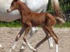 dressage horse Falmari (Hanoverian, 2015, from Fürst Larino)