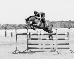 Springpferd Sir Paul 10 (Deutsches Reitpferd, 2010, von Sir Shutterfly)