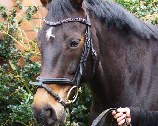 dressage horse Roxy (Hanoverian, 2006, from Rascalino)