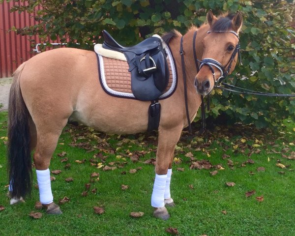 dressage horse Le Filou (German Riding Pony, 2007)