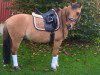 dressage horse Le Filou (German Riding Pony, 2007)