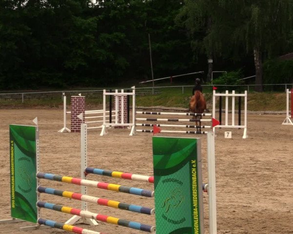 Reitturnier Lgl.-Oberhain, B95 2020