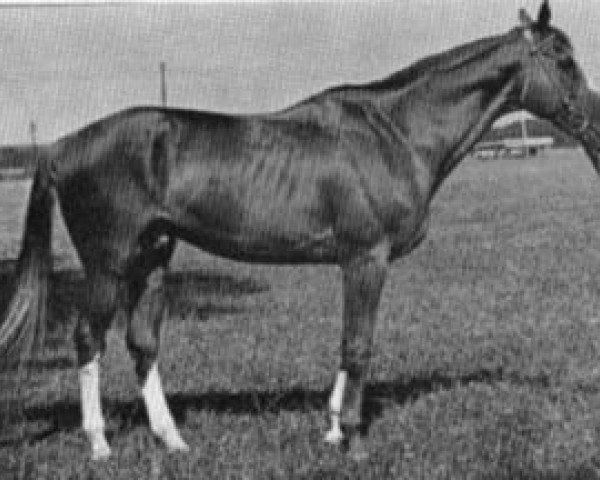 stallion Diplomat xx (Thoroughbred, 1967, from Masis xx)