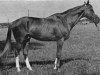 stallion Diplomat xx (Thoroughbred, 1967, from Masis xx)