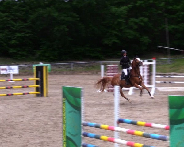 Reitturnier Lgl.-Oberhain, B95 2020