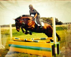 jumper Lenni 7 (Hanoverian, 2004, from Lambourghini Diablo)