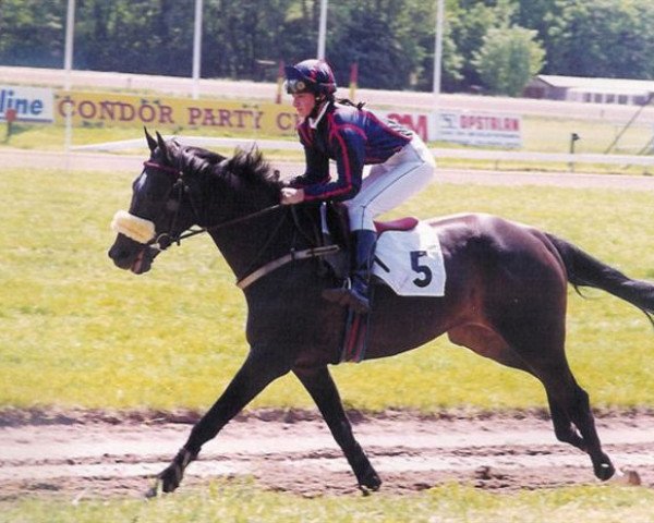 Pferd Bluetong xx (Englisches Vollblut, 1993, von Petong xx)