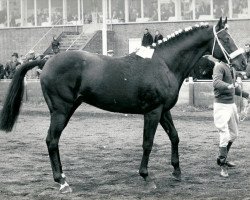 stallion Blue Blazes xx (Thoroughbred, 1952, from Dante xx)